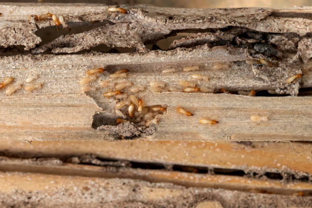 Best Pest Removal Services  in Annapolis Neck, MD